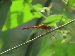 Orthemis discolor