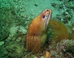 Gymnothorax prasinus