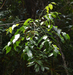Ganophyllum falcatum