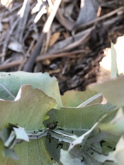 Paropsisterna m-fuscum