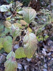 Viburnum recognitum