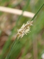 Eleocharis macrostachya