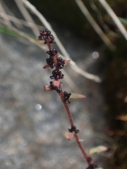 Saxifraga cernua