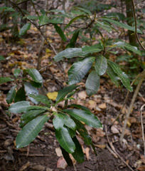 Buchanania arborescens