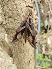 Xylophanes ceratomioides