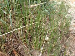 Eleocharis macrostachya