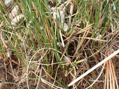 Eleocharis macrostachya