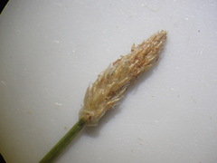 Eleocharis macrostachya