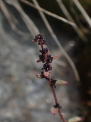 Saxifraga cernua