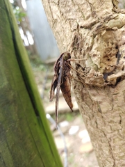 Xylophanes ceratomioides