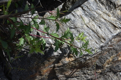 Penstemon richardsonii