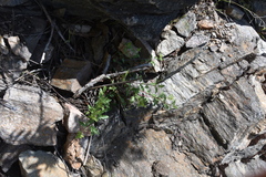 Penstemon richardsonii