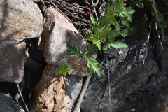 Penstemon richardsonii