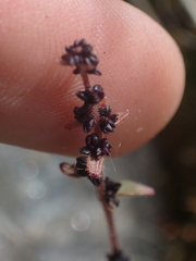 Saxifraga cernua