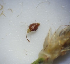 Eleocharis macrostachya