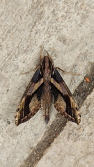 Xylophanes ceratomioides