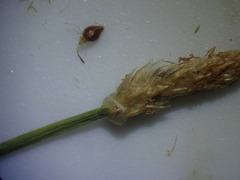 Eleocharis macrostachya