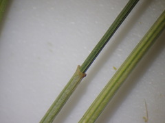 Eleocharis macrostachya