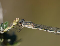 Austrolestes annulosus
