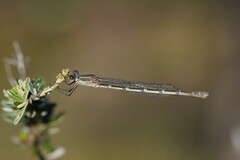 Austrolestes annulosus