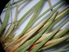 Eleocharis macrostachya