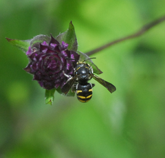 Dianthidium
