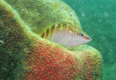 Hypoplectrodes maccullochi