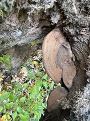 Ganoderma applanatum