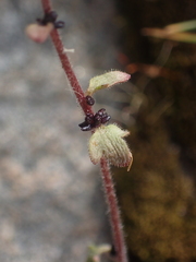 Saxifraga cernua