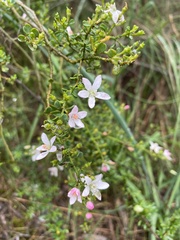 Philotheca verrucosa