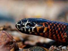 Micrurus pyrrhocryptus