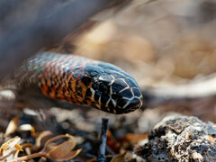 Micrurus pyrrhocryptus