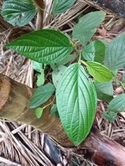 Piper hispidum