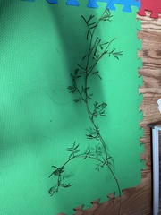 Hypericum hypericoides