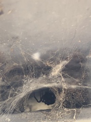 Latrodectus hesperus
