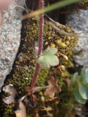 Saxifraga cernua
