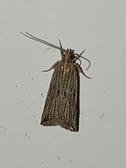 Helcystogramma hystricella