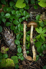 Cortinarius gentilis