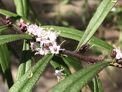 Myoporum bateae