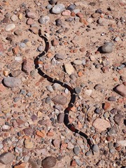 Micrurus pyrrhocryptus