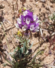 Astragalus amatus