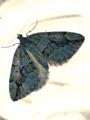 Thera juniperata