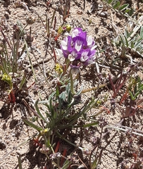 Astragalus amatus