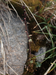 Saxifraga cernua