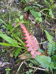Blechnum occidentale