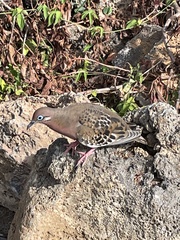 Zenaida galapagoensis