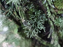 Polyphlebium capillaceum