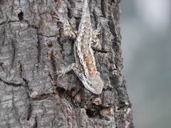 Sceloporus olivaceus