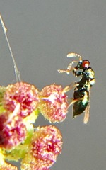 Tetrastichinae