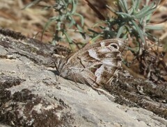 Hipparchia fidia